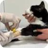 Ветеринарная клиника Vet-House — Терапия