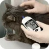 Ветеринарная клиника Vet-House — Эндокринология